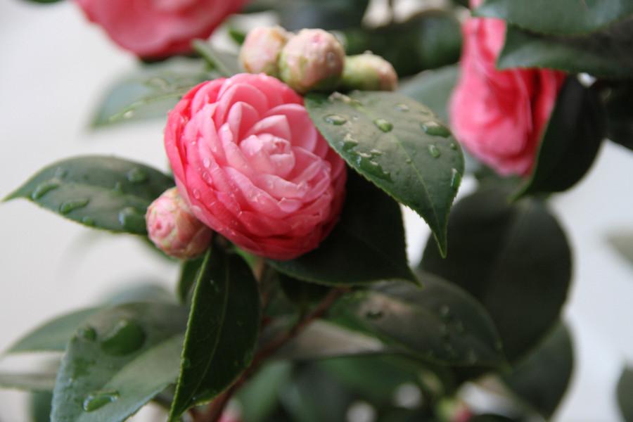 茶花落叶子补救措施