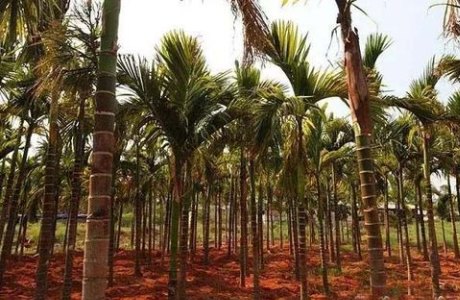 槟榔种植技术，从基础到精通的全方位指南