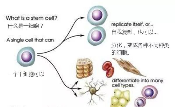 异体干细胞移植，重塑生命的希望之光