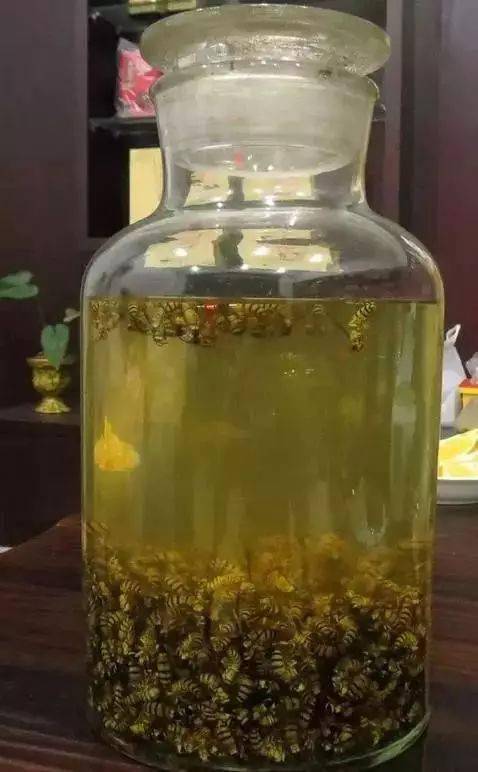 蜂子泡酒的最佳配方，古老传统的养生秘法