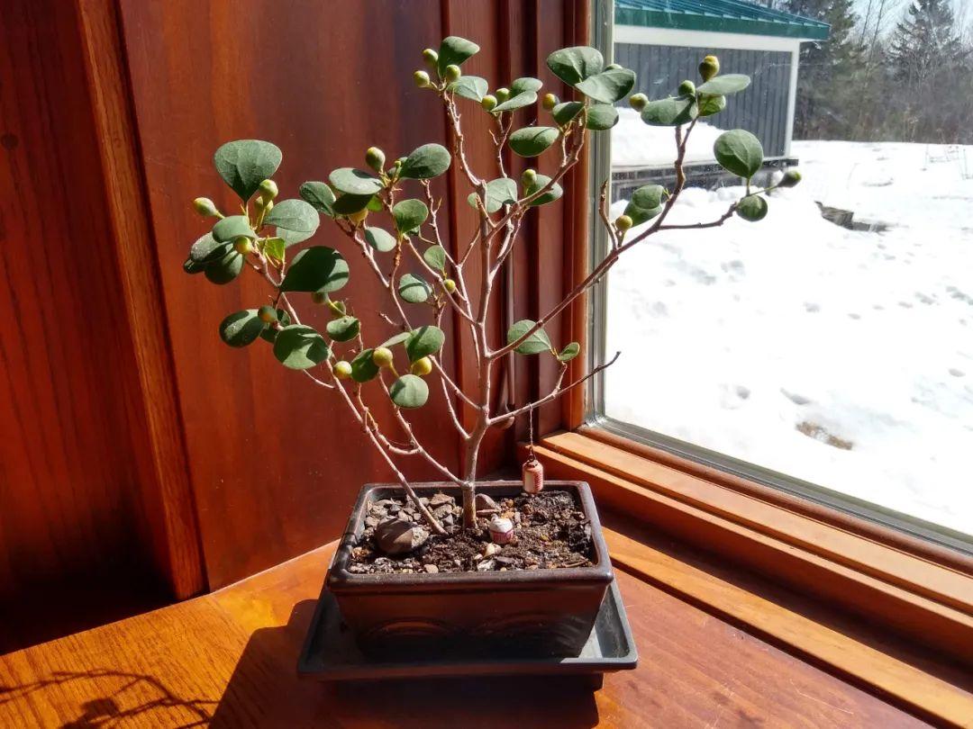 探索叶子边缘长小叶的植物，形态与生态的奇妙融合