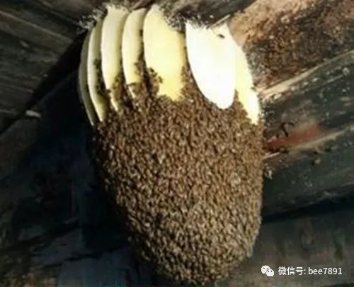 意蜂最佳饲养方法