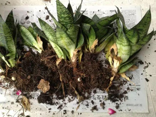 虎皮兰的养法，从入门到精通的养护指南