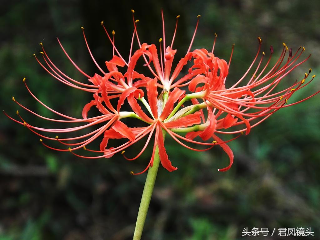克林霉素的代谢完成时间