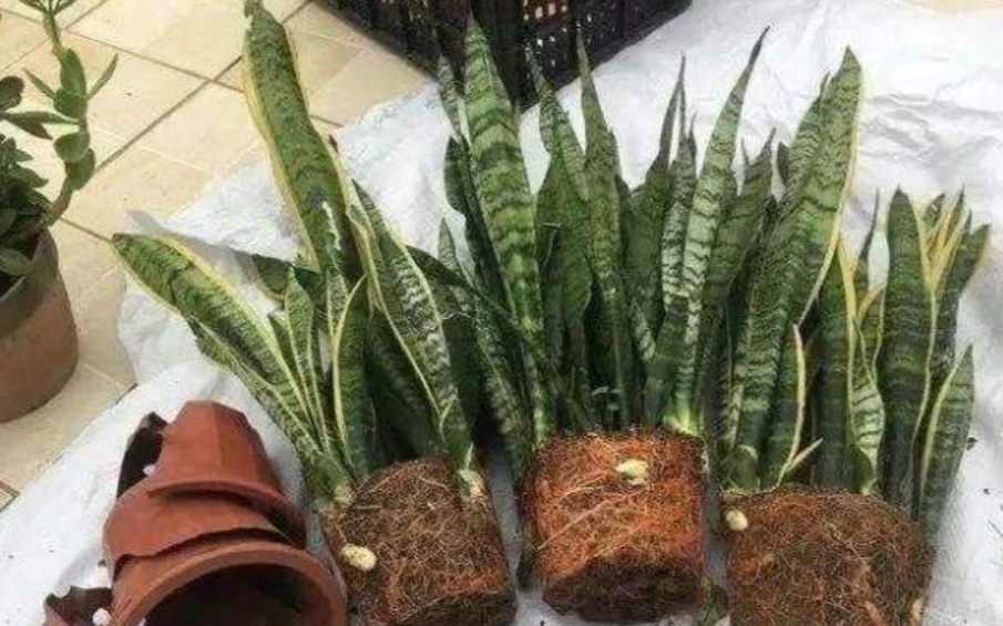 虎皮兰施肥指南，打造繁茂绿意