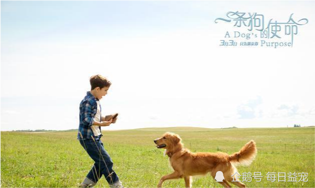 带犬执勤，忠诚与责任的体现