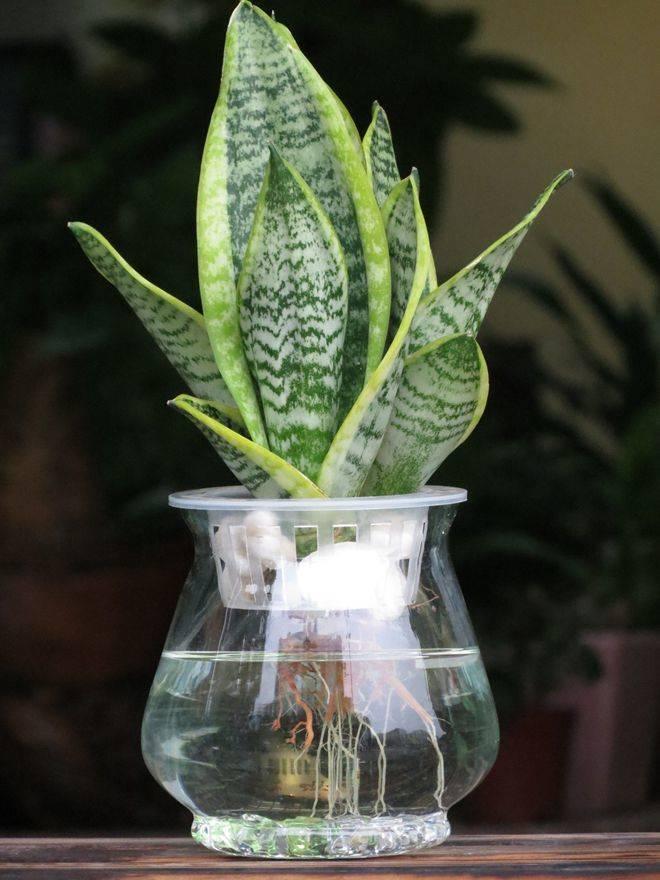 虎皮兰水培，一种独特的植物养护方式