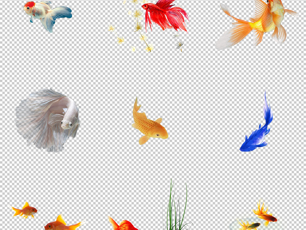 观赏鱼的种类英文，An Introduction to the Varieties of Ornamental Fish