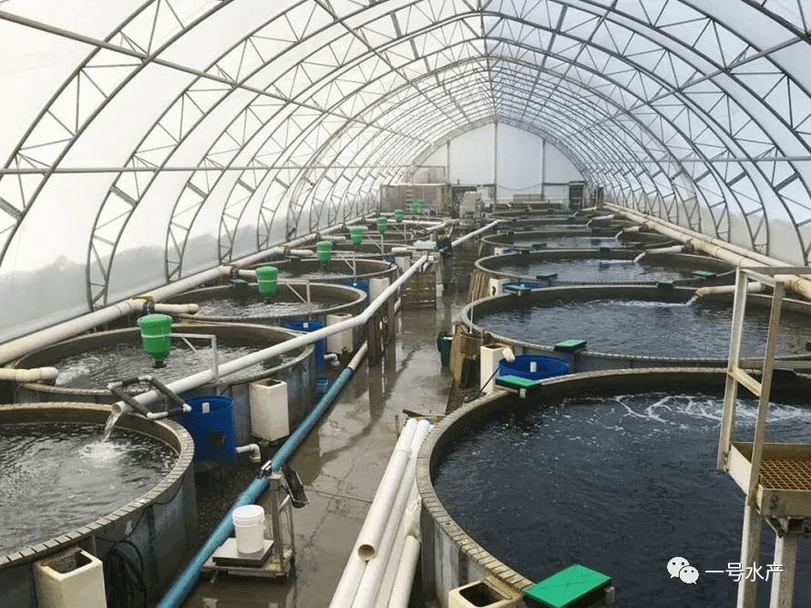黑鱼大棚微循环水养殖技术，现代水产养殖新模式