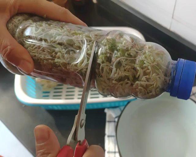 如何用饮料瓶生绿豆芽