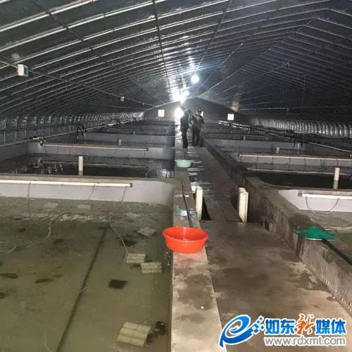江苏如东大棚虾价格探析