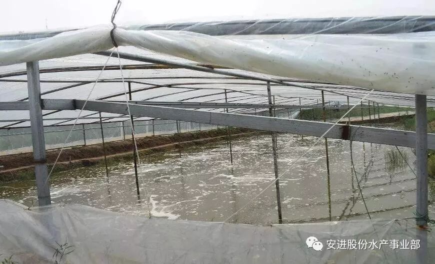 大棚南美白对虾养殖中的饲料添加问题及对策探讨