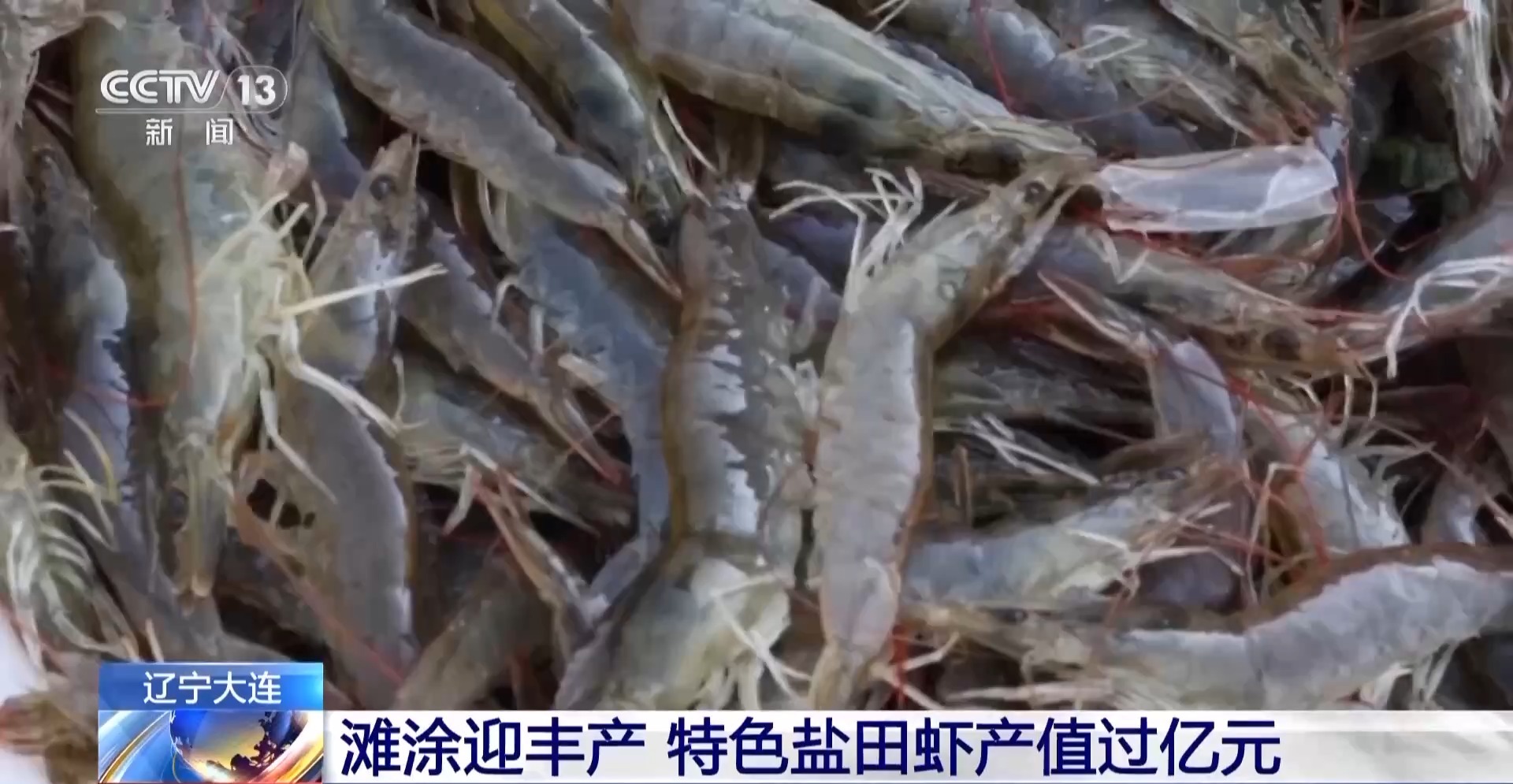 北京大棚养殖虾的可行性探讨