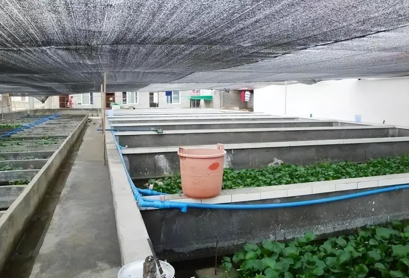 大棚无土养殖鳝鱼的探索与实践