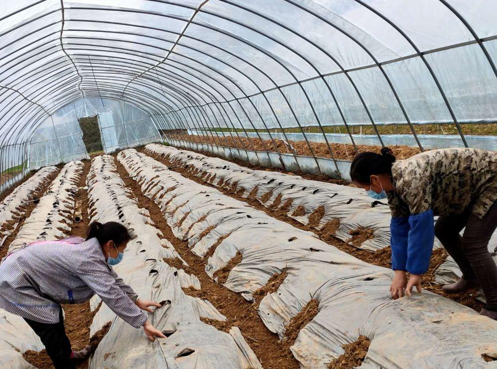 大棚工厂化养殖技术，现代水产养殖的新篇章