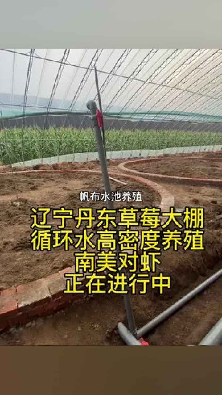 对虾大棚养殖技术，高效养殖模式的探索与实践