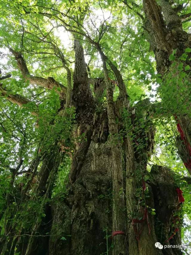 贵州绿木纹石，自然之美的独特展现