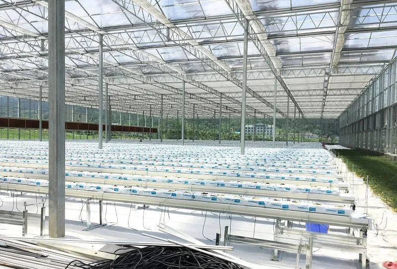 大棚养殖黄鳝的优点及其在现代农业中的应用