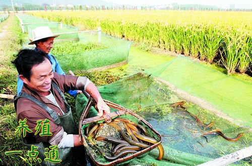大棚养黄鳝新型模式，探索与实践