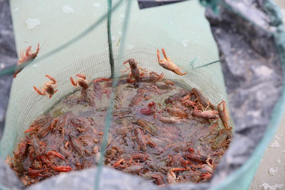 大棚小龙虾养殖的靠谱性分析
