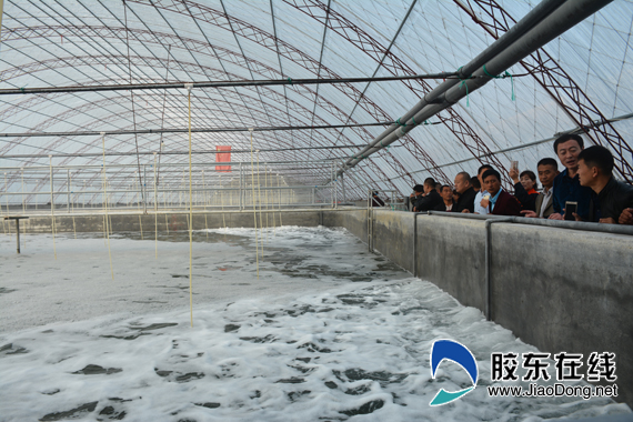北海大棚养虾，探寻成功的养殖基地与秘诀