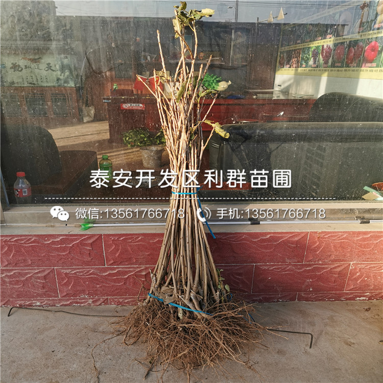 河北绿化树品种及其特点