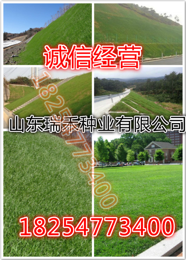 北京地区耐阴草坪品种研究与应用