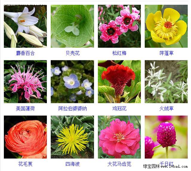 常用观赏花卉品种及其魅力
