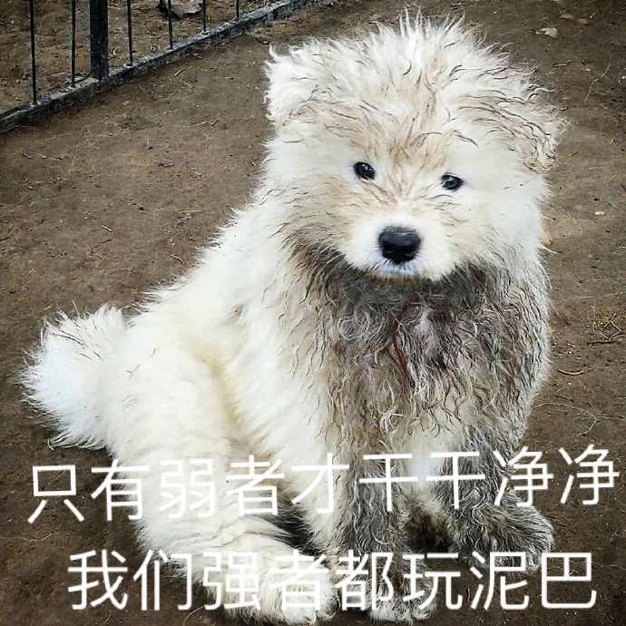 水查子表情包，表情界的清流之源