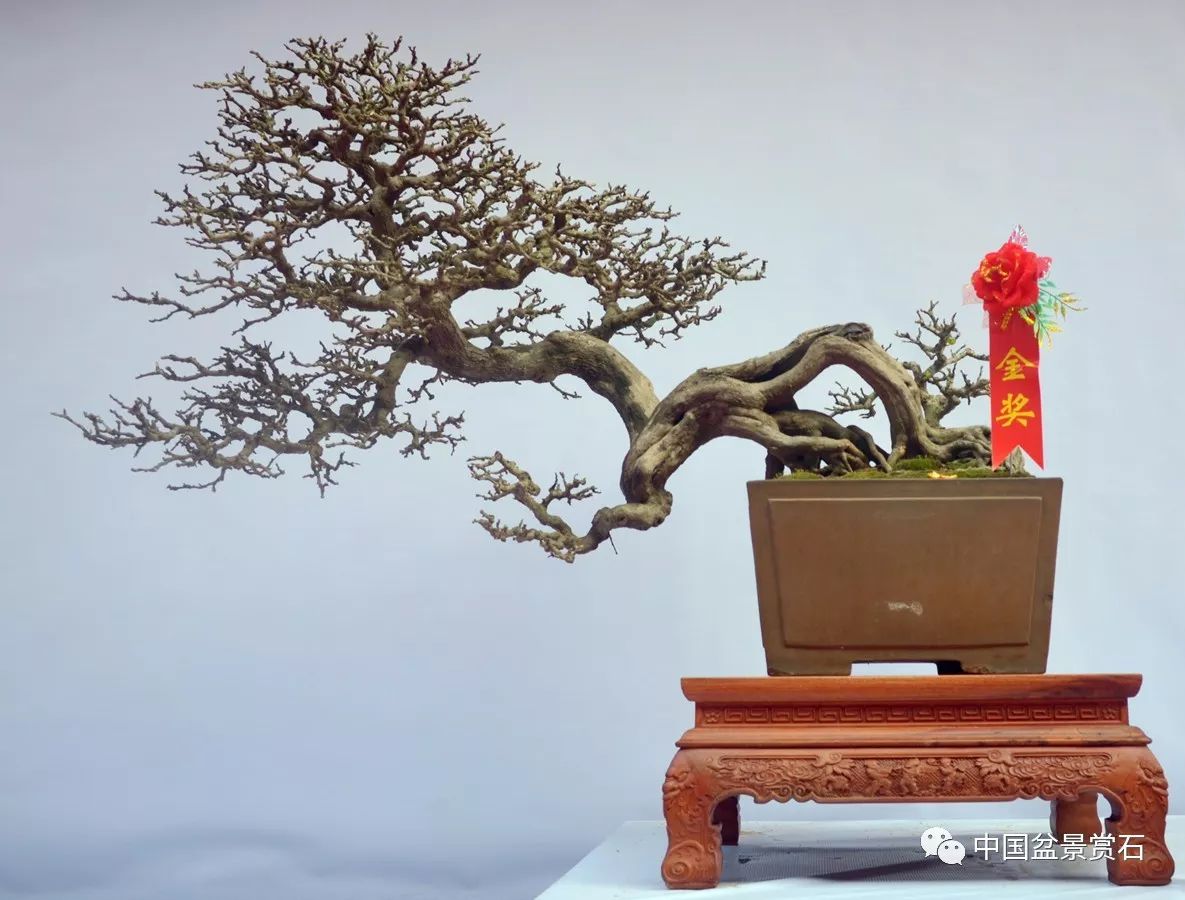 海南盆景品种，千姿百态的植物艺术