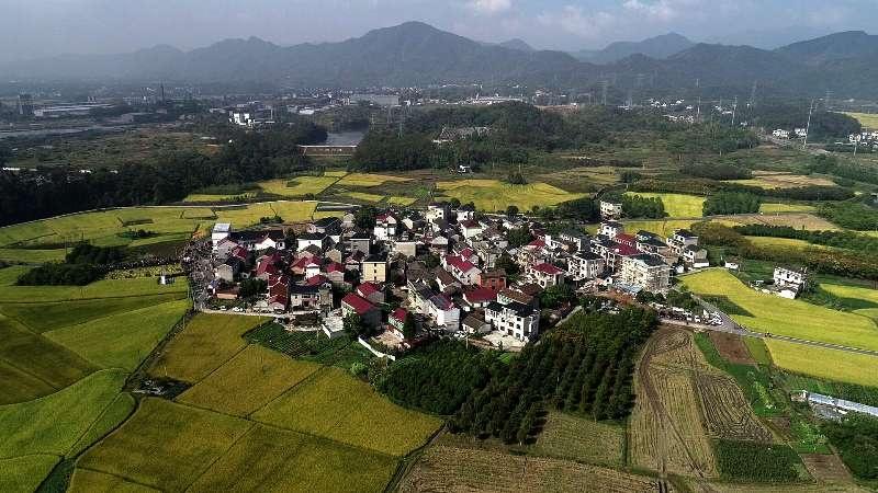 桂花树品种繁多，价格各异——品种及价格表详解