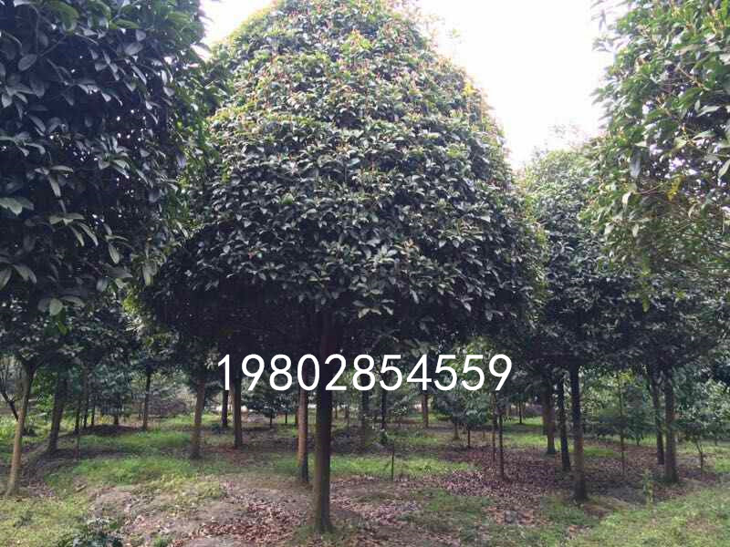 桂花树品种及价格表