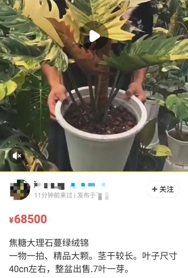 色块植物品种，多彩世界的魅力与多样性