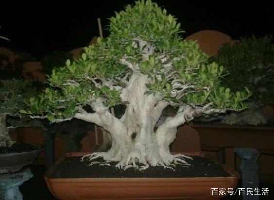 海南盆景品种，千姿百态的植物艺术