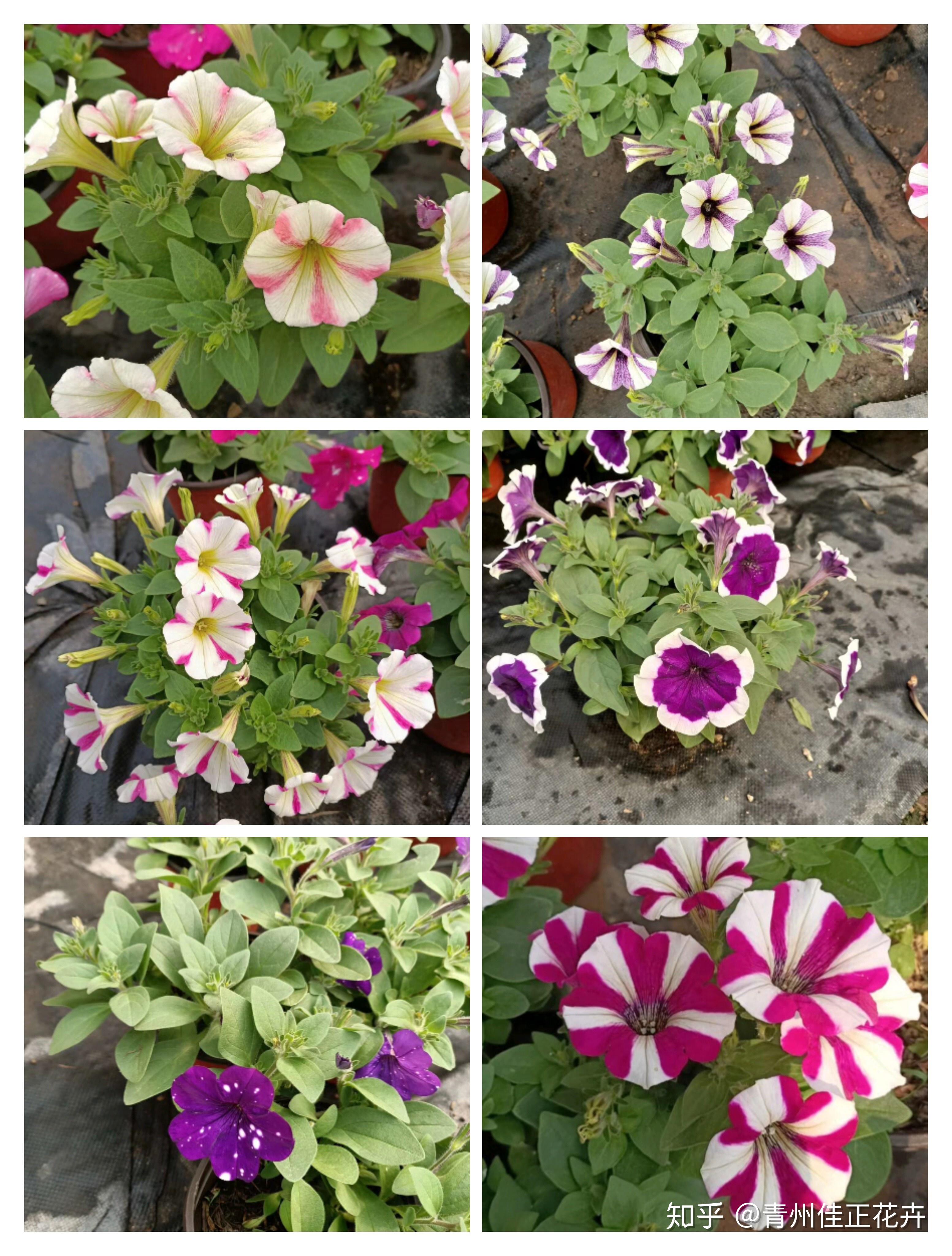 西三教花卉品种及其图片介绍