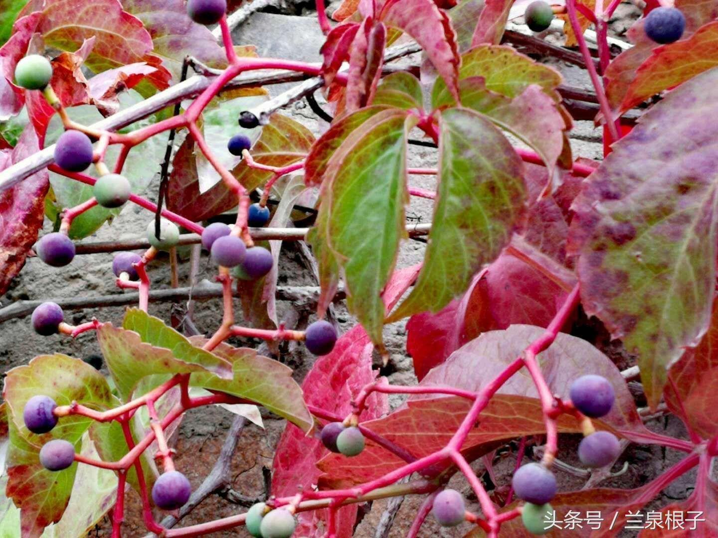 红叶爬山虎品种解析