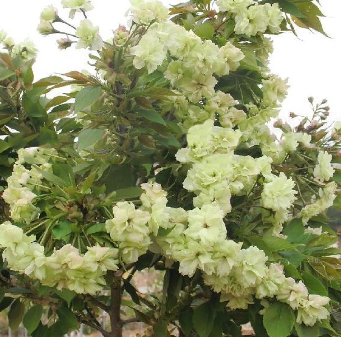 樱花雨中的樱花品种