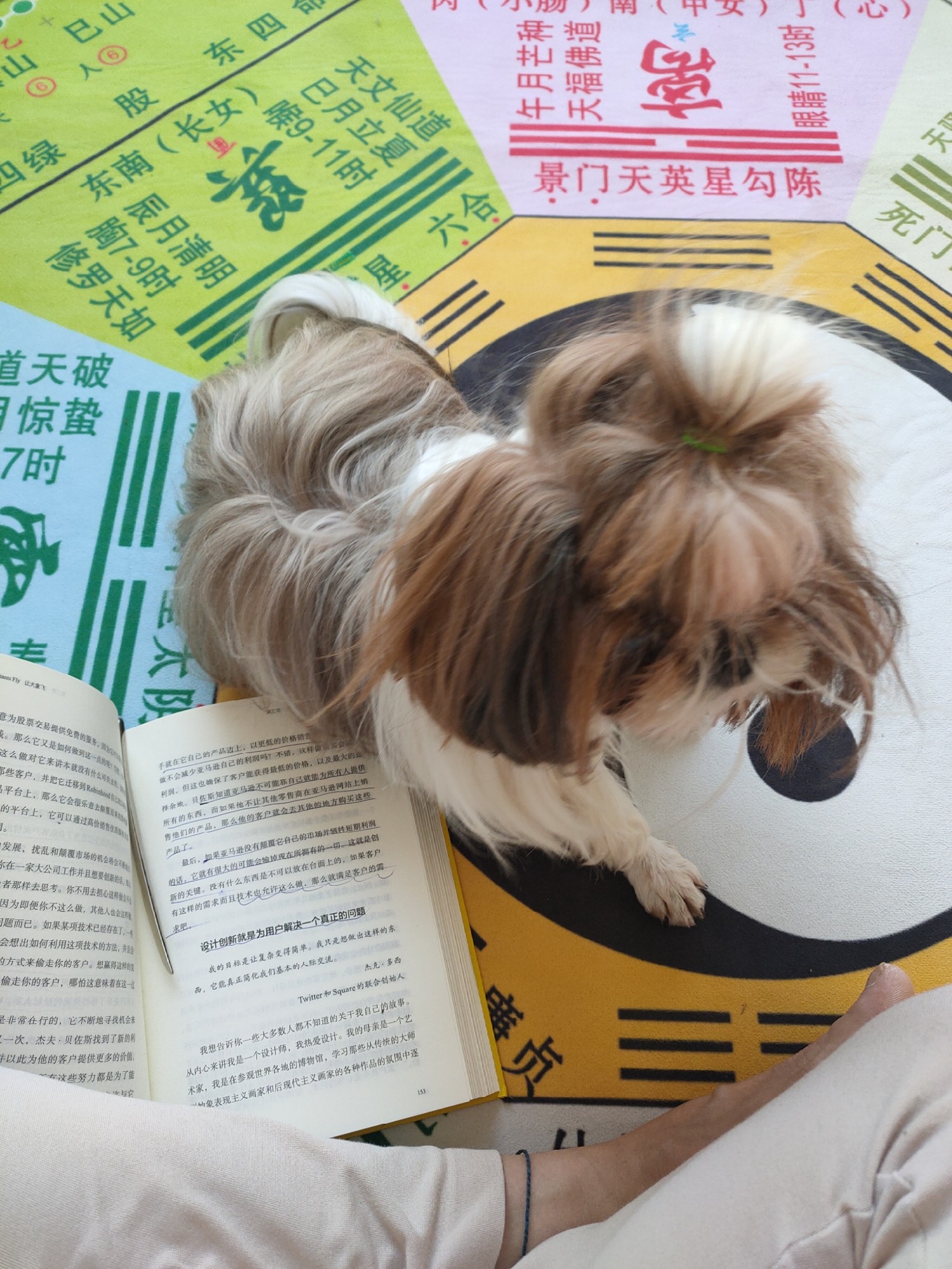 一本书读懂你的狗