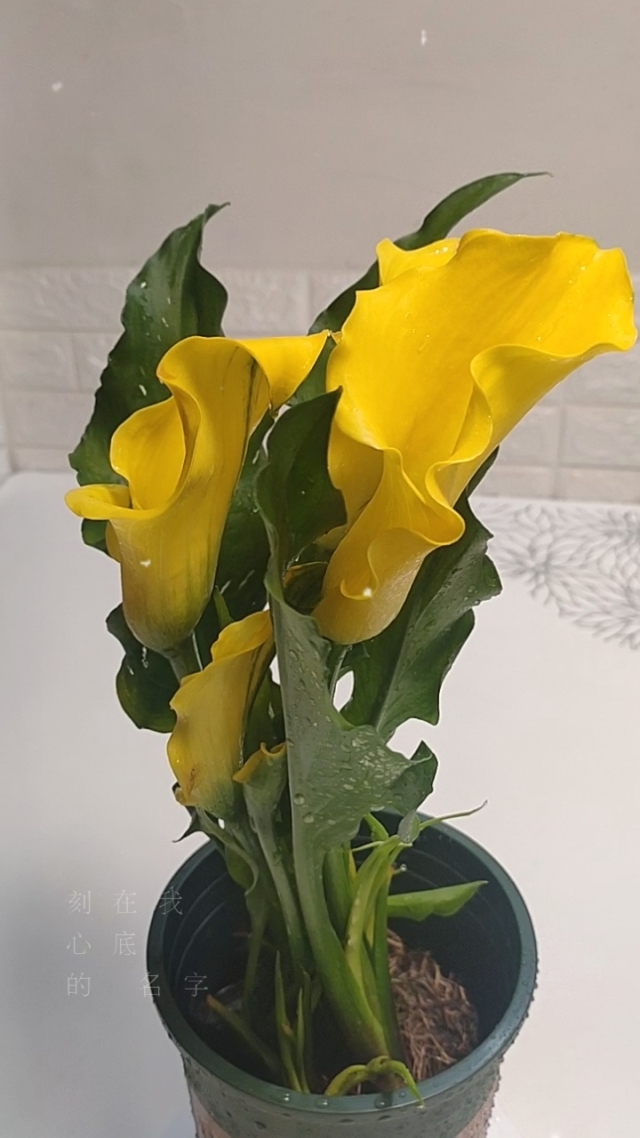 马蹄莲开黄花品种的魅力与独特之处