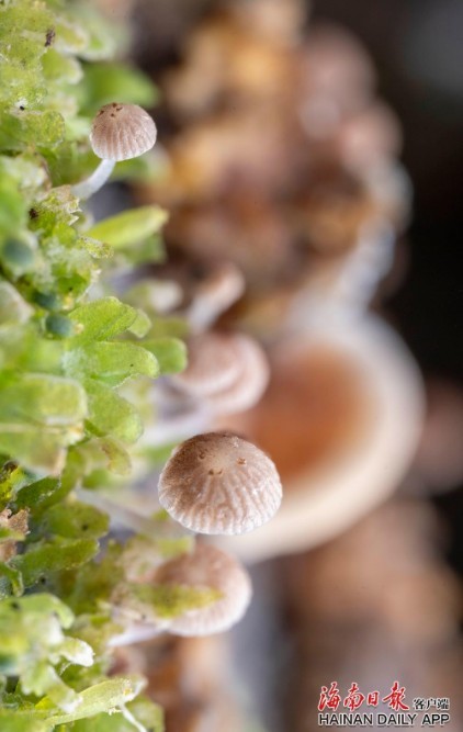 探索菌类鸡蛋花的美丽世界，图片与知识解读