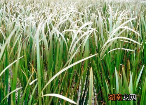 宽叶菖蒲的品种解析
