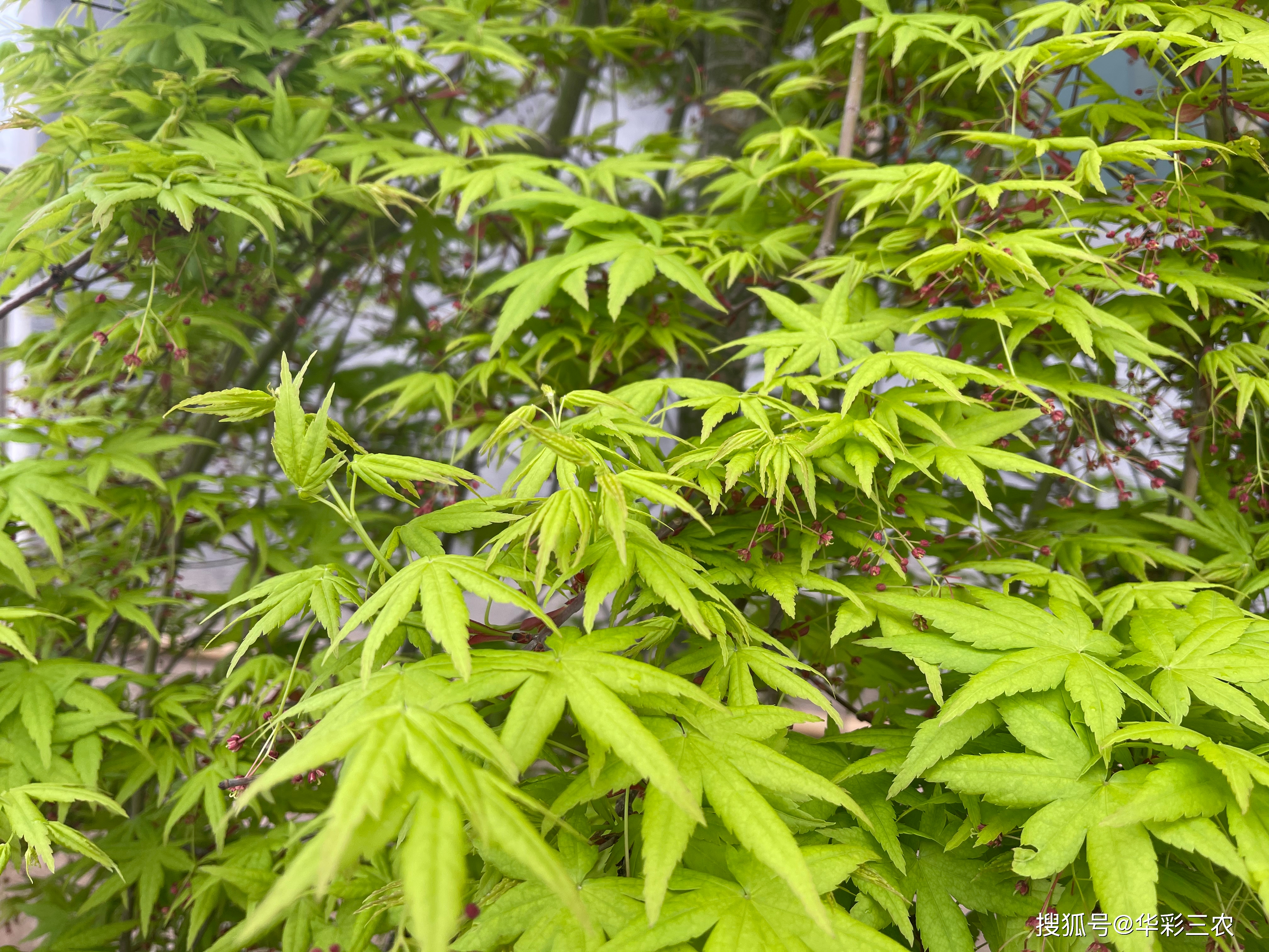 日本槭品种，多样性与独特性的展现