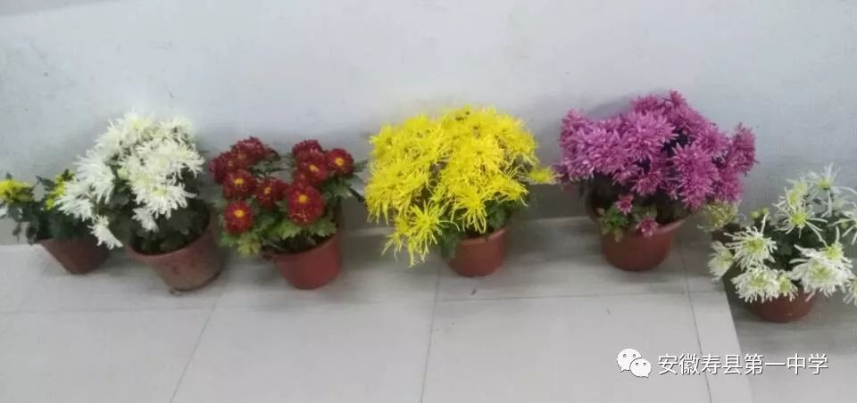中国花的品种，千姿百态，绚丽多彩