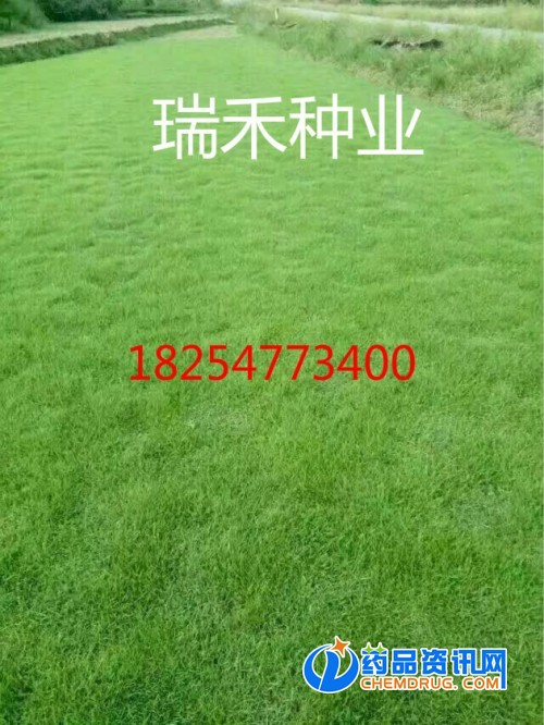 绿化沟渠草坪品种的选择与管理