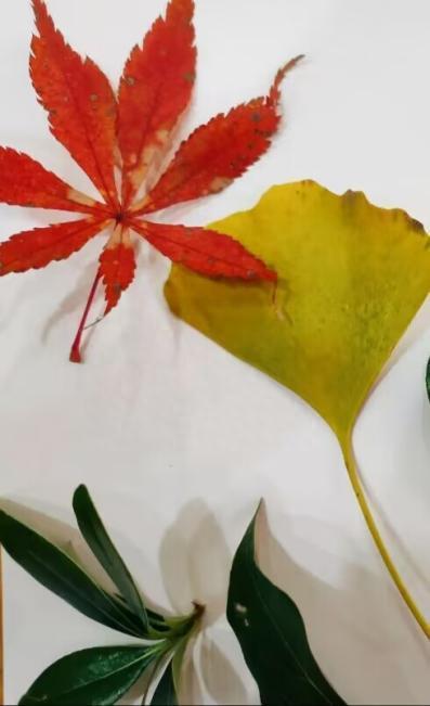 小班美术课题，探索树叶的奥秘
