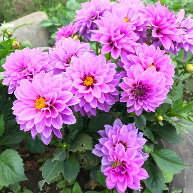 小丽花品种的魅力与特点
