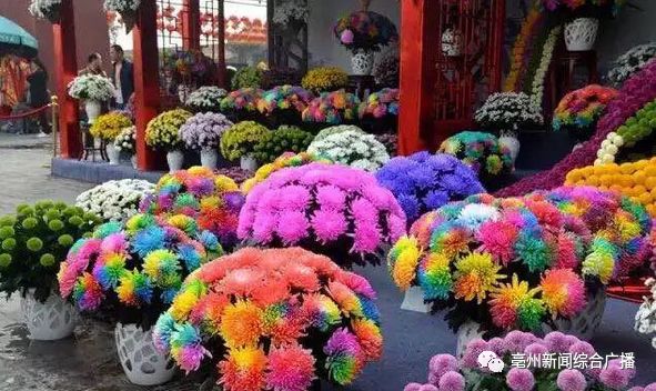 国庆摆花品种，绚丽多彩的庆典之花