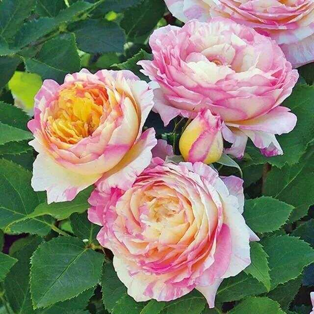 月季花图与品种，绽放的美丽与多彩的魅力