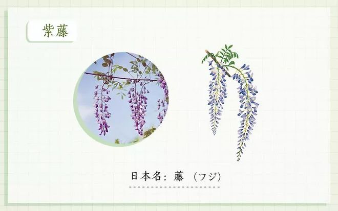 紫藤品种繁多与价格差异，探索其多样性与价值