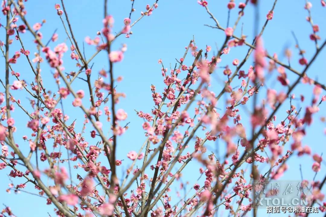 探索最多品种的梅花基地，绽放的梅香与生态奇迹